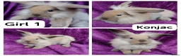 Mini Lion Lop rabbits for sale: Mini lion head lop  - Advert 1