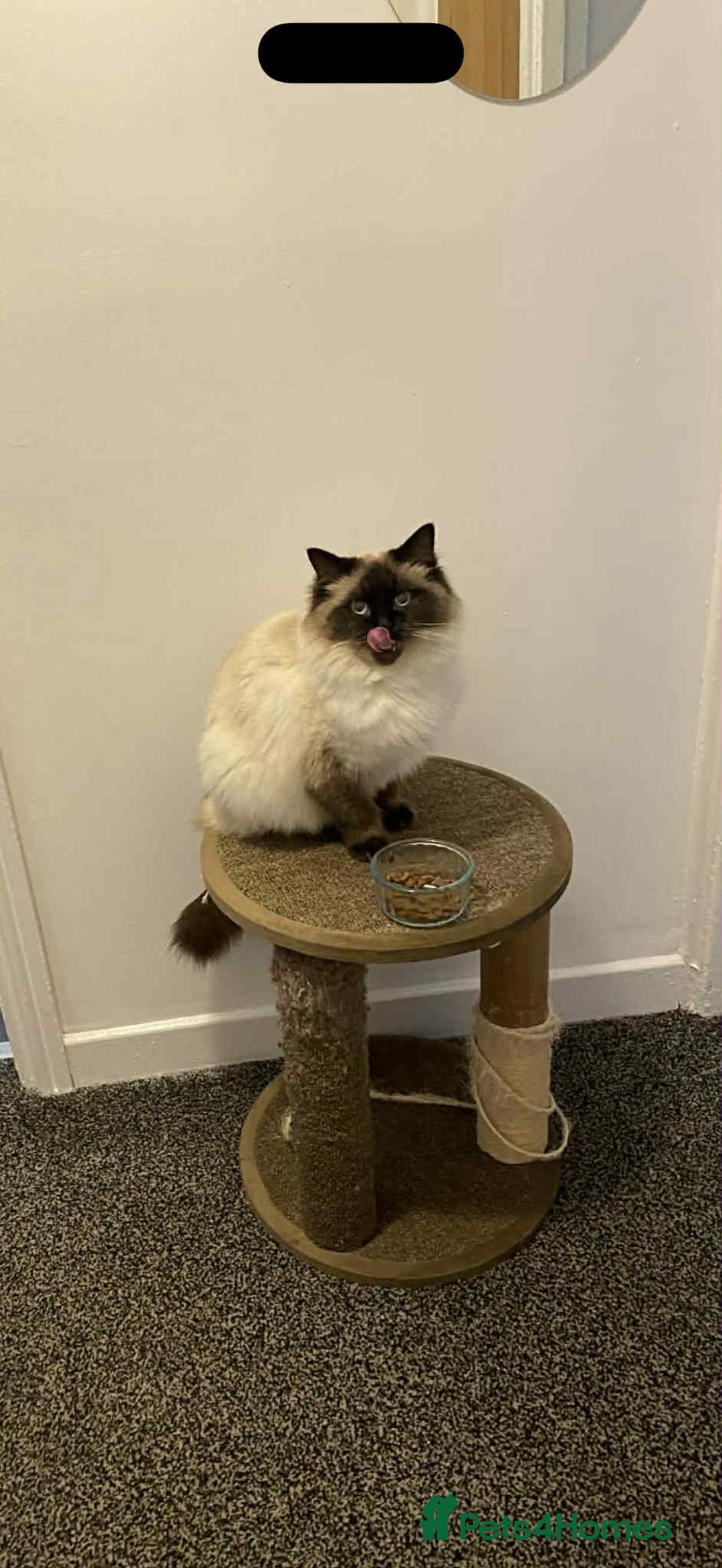 Mixed Breed cats for sale: Ragdoll/ mainecoon kitten  - Advert 2
