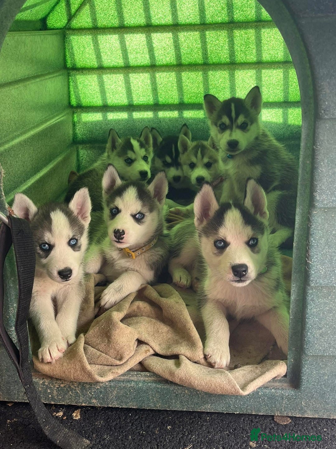 Siberian Husky dogs for sale: Husky puppies  - Image 13