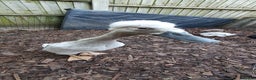 Ducks poultry for sale: Rare colour Pure bred silver runner Ducks  - Advert 22