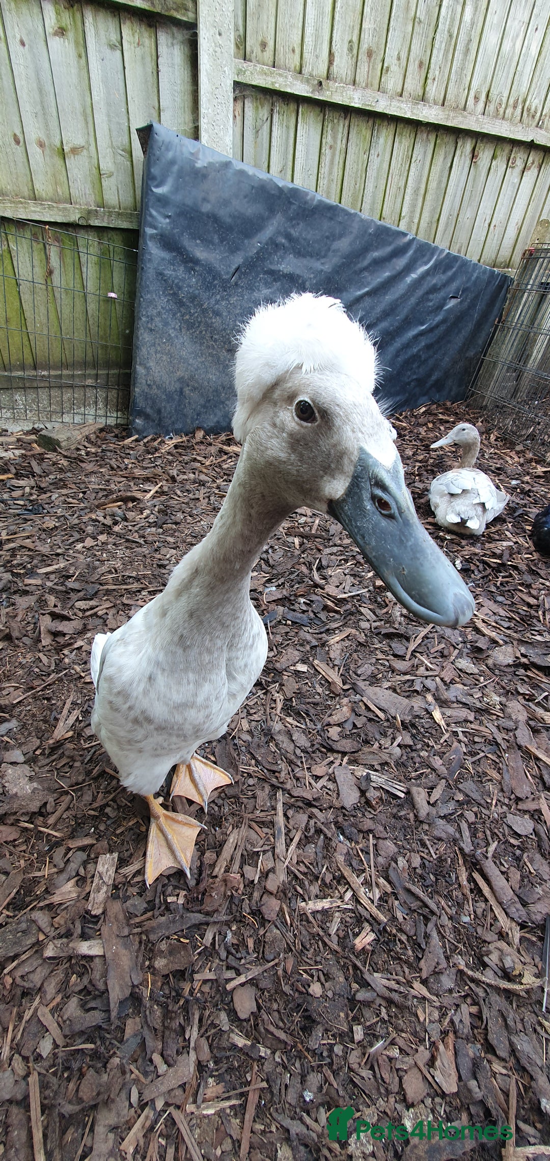 Ducks poultry for sale: Rare colour Pure bred silver runner Ducks  - Advert 22
