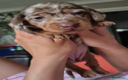 Miniature Dachshund dogs for sale: 3 Pedigree Miniature Dachshund from loving home - Image 10