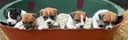 Jack Russell dogs for sale: Fantastic litter of Jack Russell  - Advert 5