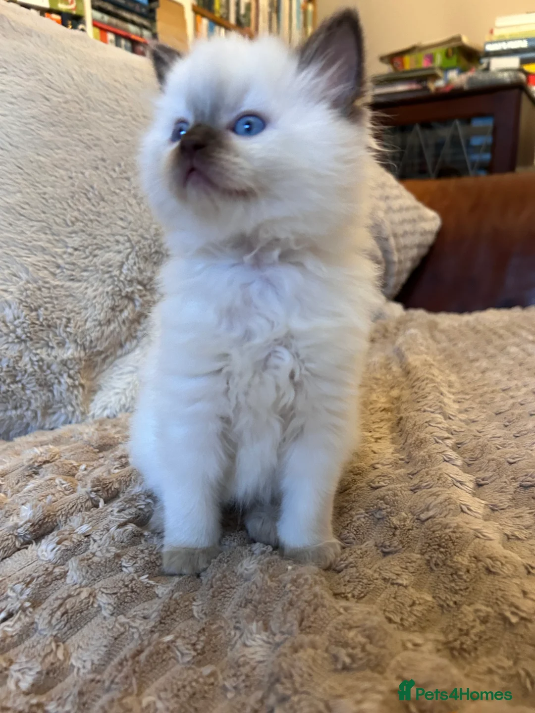 Ragdoll cats for sale: Quality Mink Sepia Cherubim Ragdolls - Advert 10