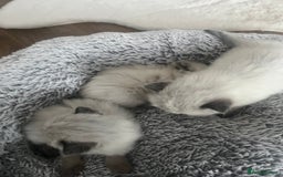 Ragdoll cats for sale: Snowy kitty for sale  - Image 5