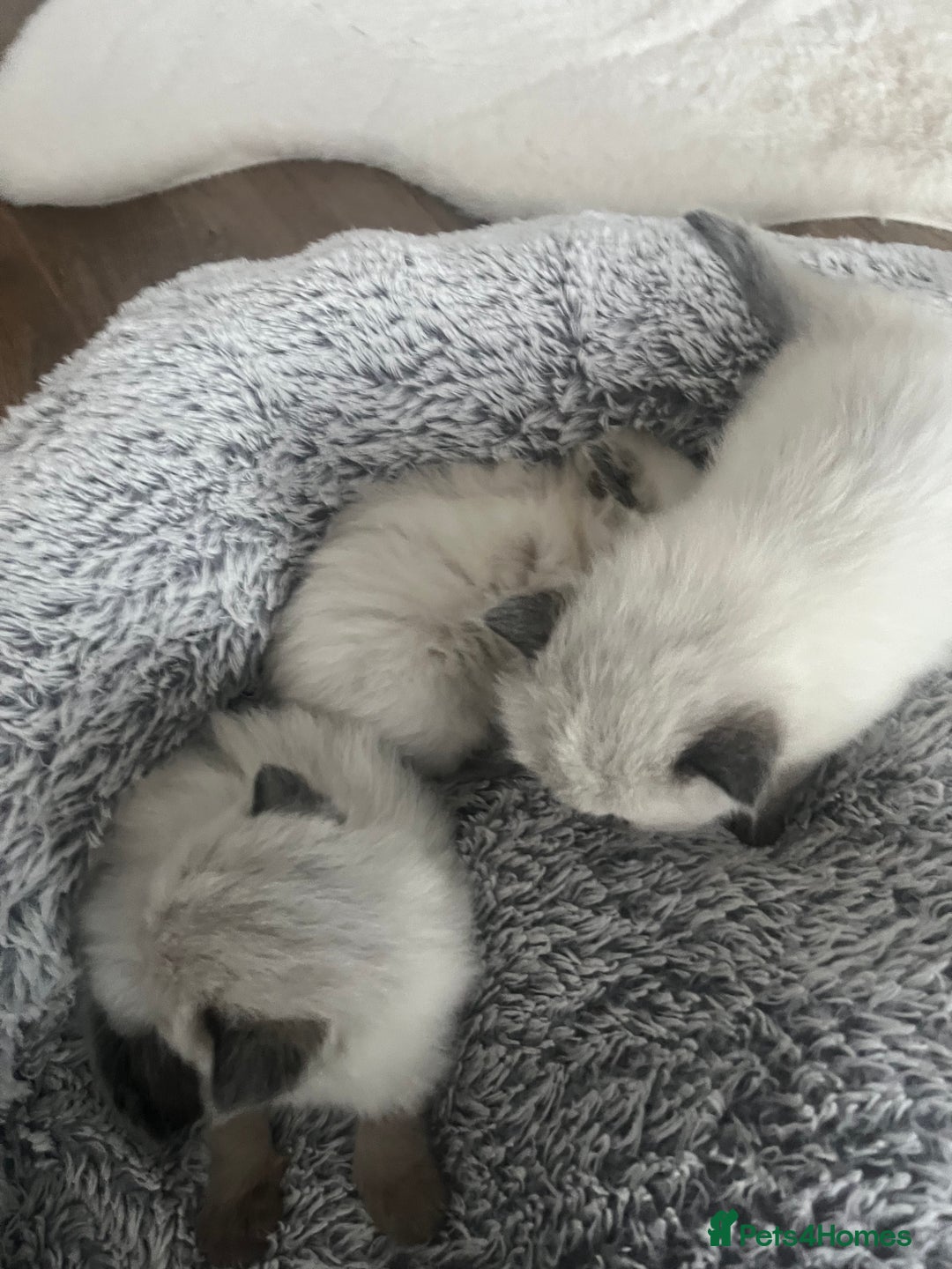 Ragdoll cats for sale: Snowy kitty for sale  - Image 5