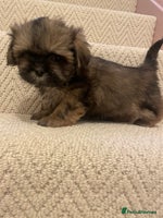 Shih Tzu dogs KC standard Shihtzu pups - Advert 2