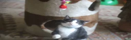 Mixed Breed cats for sale: Tuxedo and white kittens in Stafford - Advert 5