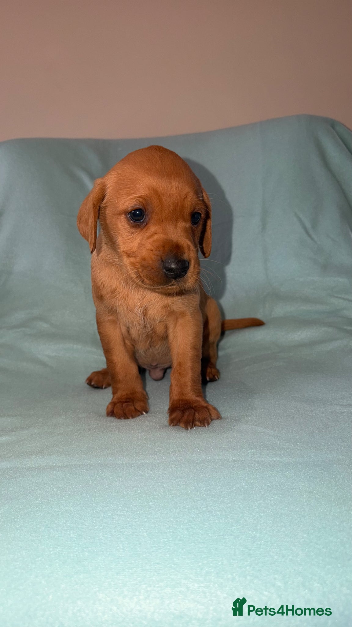 Labrador Retriever dogs 7 red fox Labrador puppies  - Advert 2