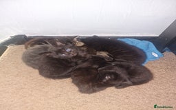 Mixed Breed cats for sale: Kittens looking for there forever homes  - Image 9