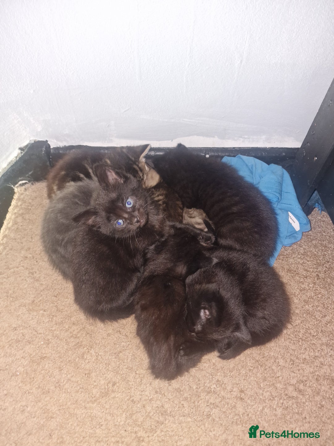 Mixed Breed cats for sale: Kittens looking for there forever homes  - Image 9