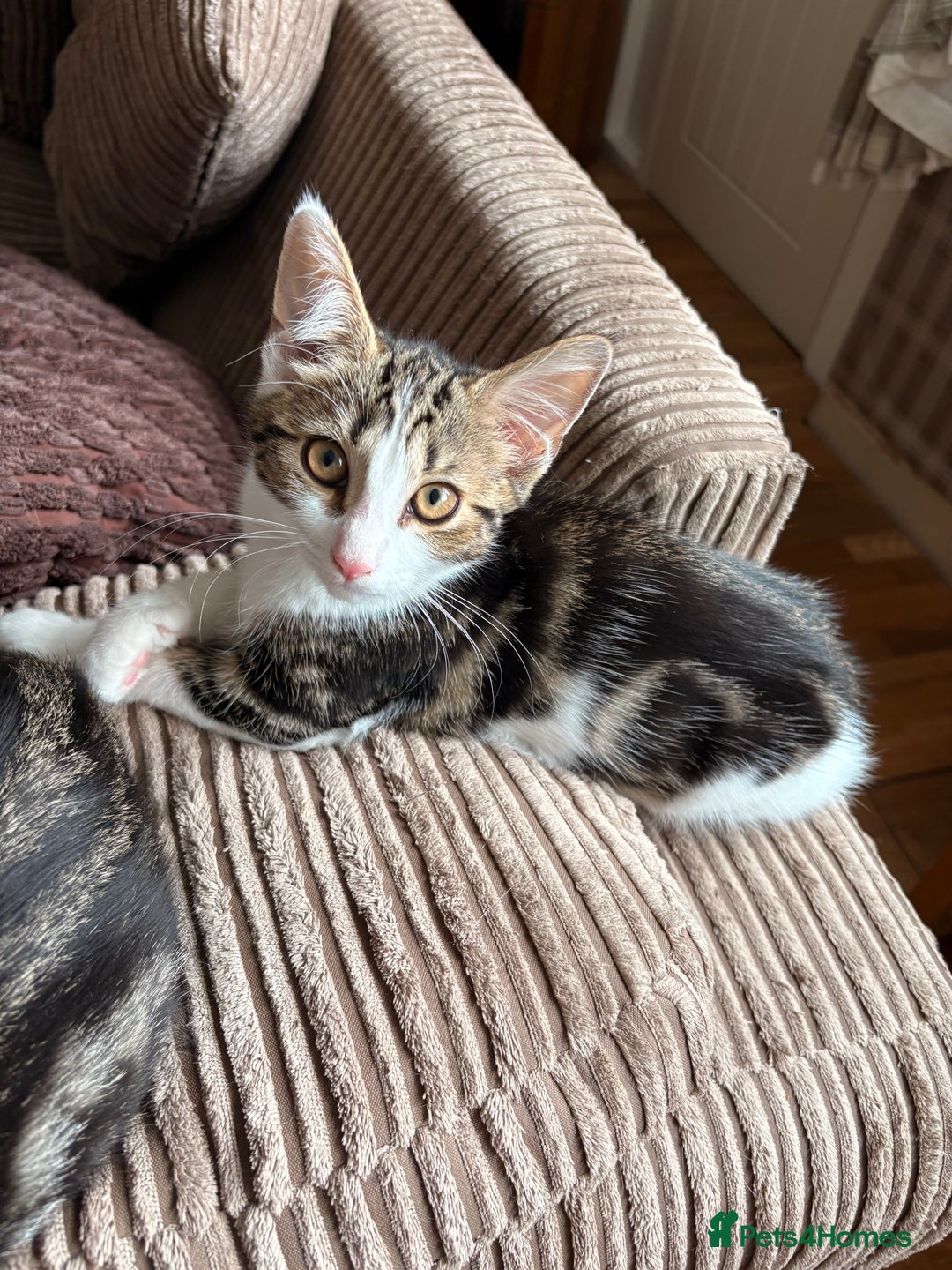Mixed Breed cats for sale: Beautiful mixed breed kittens  - Image 17