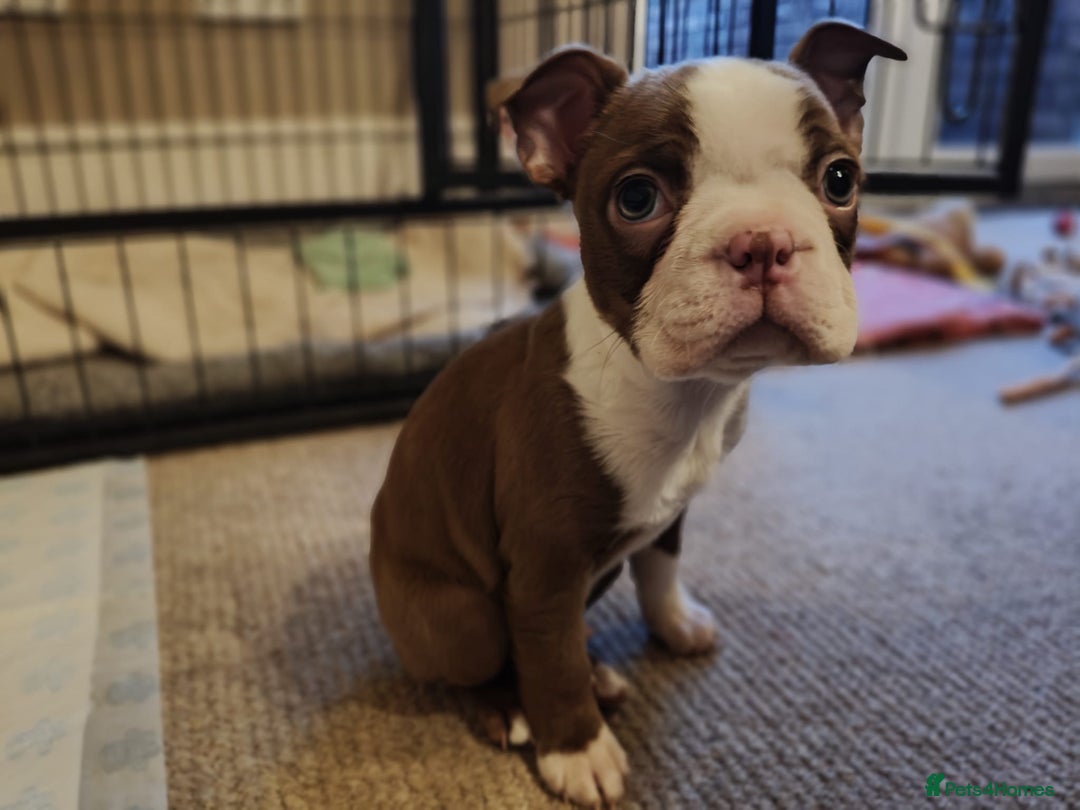 Boston Terrier dogs for sale: 🐾 Last Boston Terrier pup available 🐾 - Advert 21
