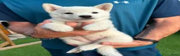 Japanese Shiba Inu dogs for sale: Japanese shiba inu puppies  - Advert 9