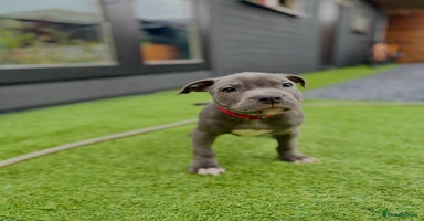 Staffordshire Bull Terrier dogs - Advert 9