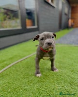 Staffordshire Bull Terrier dogs - Advert 9