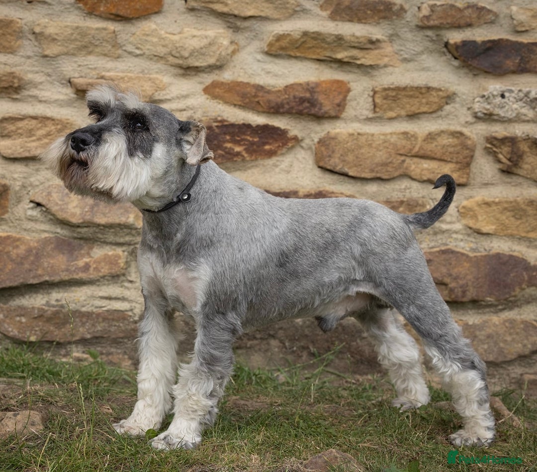 Miniature Schnauzer dogs for sale: KC registered DNA tested Miniature Schnauzer pups  - Advert 8