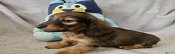 Dachshund dogs for sale: Gorgeous Long hair and short hair puppies - Advert 3