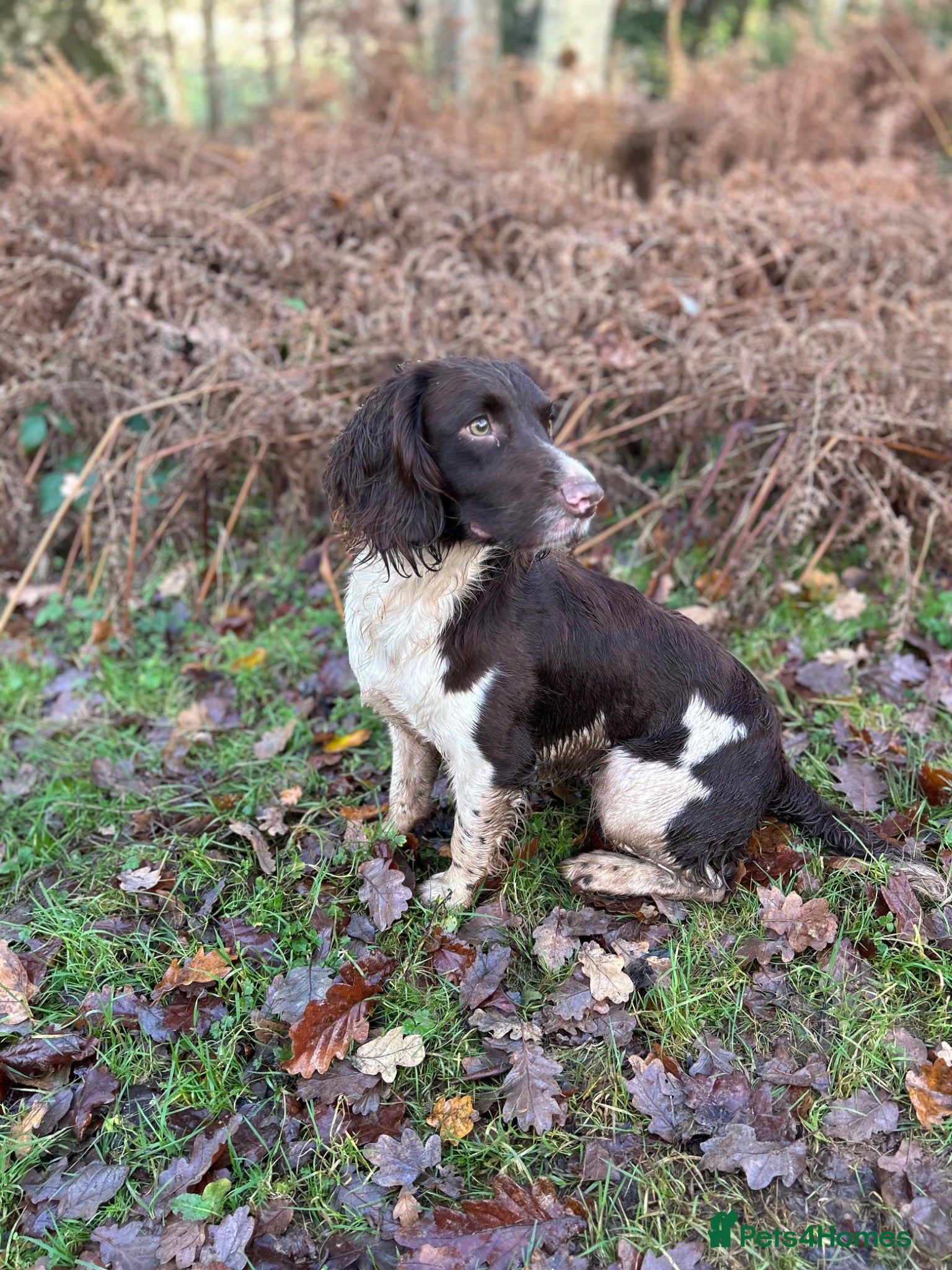 English Springer Spaniel dogs KC Working Springer Springer Puppies - Advert 2