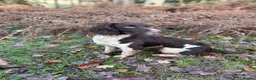 English Springer Spaniel dogs for sale: KC Working Springer Springer Puppies - Advert 2