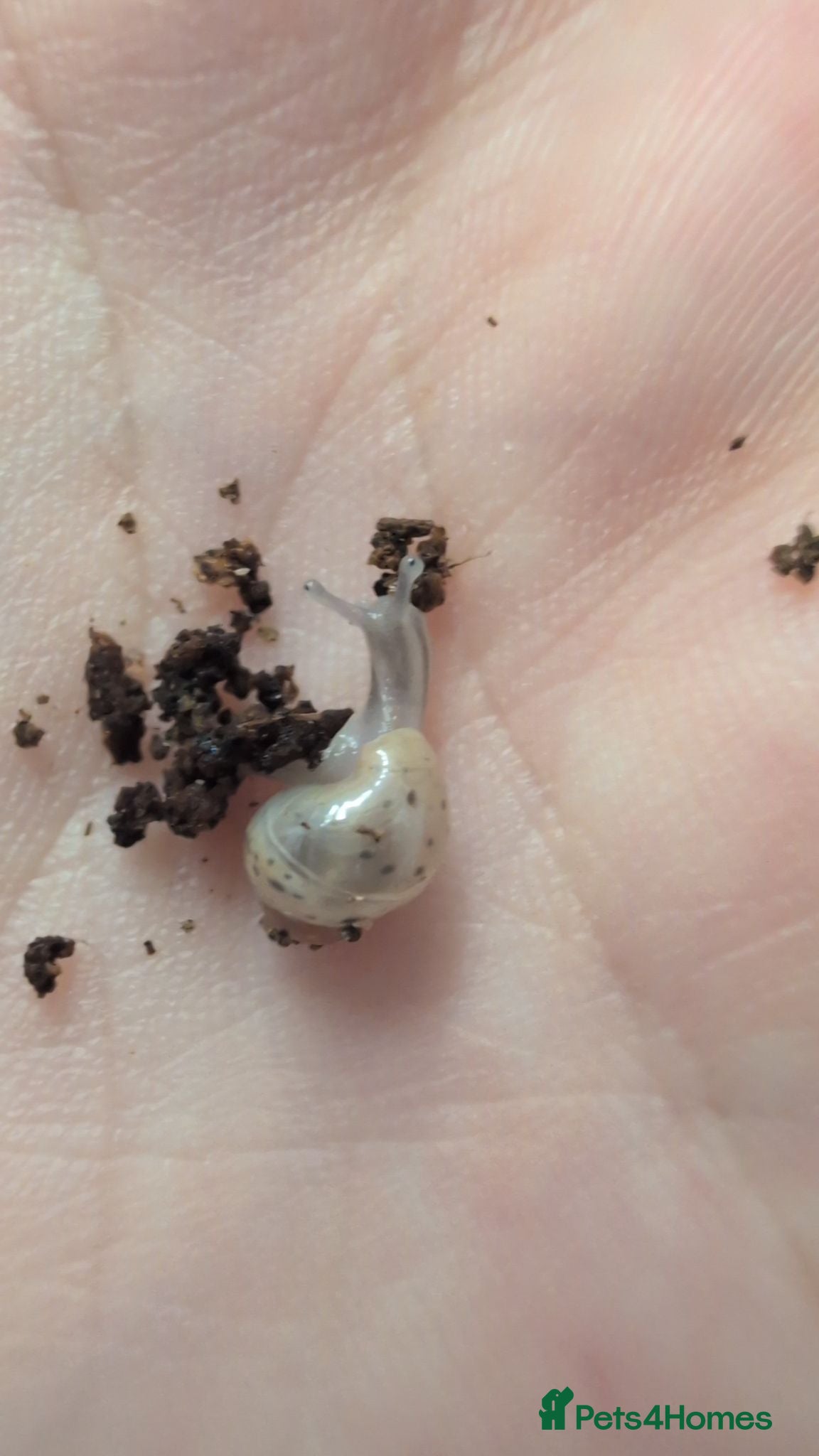 Snails invertebrates Giant African Land Snail  - Advert 7