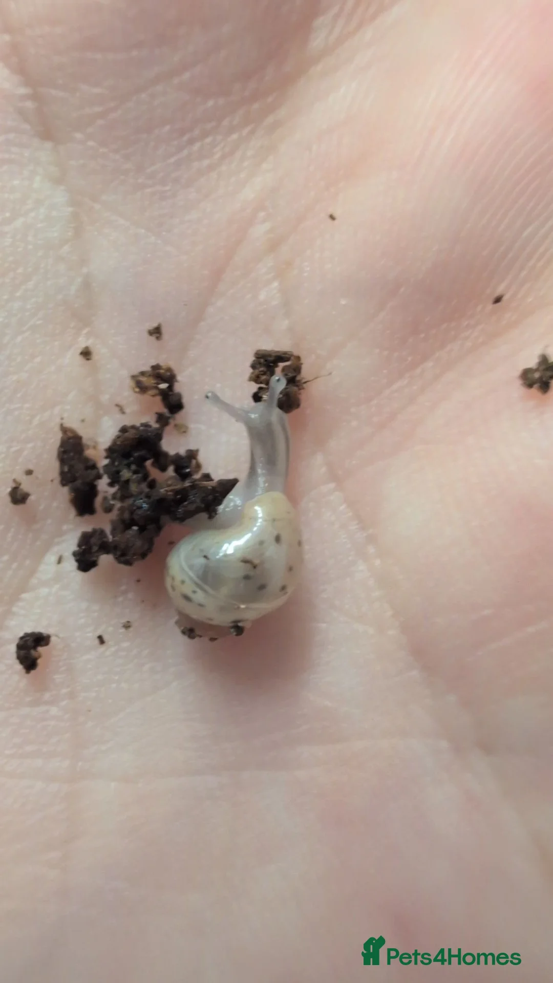 Snails invertebrates for sale: Giant African Land Snail  in Erith - Advert 1