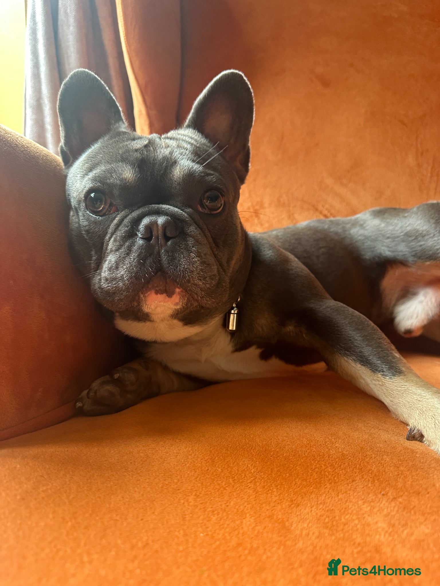 French Bulldog dogs Beautiful KC Registered French Bulldog  - Advert 2