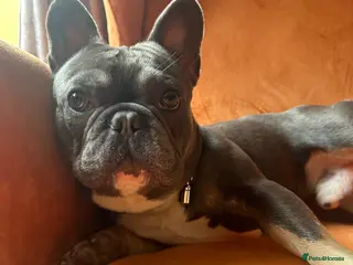 French Bulldog dogs Beautiful KC Registered French Bulldog - Advert 2