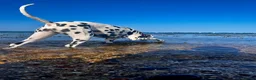 Dalmatian dogs for sale: Female deaf Dalmatian  in Southsea - Advert 12