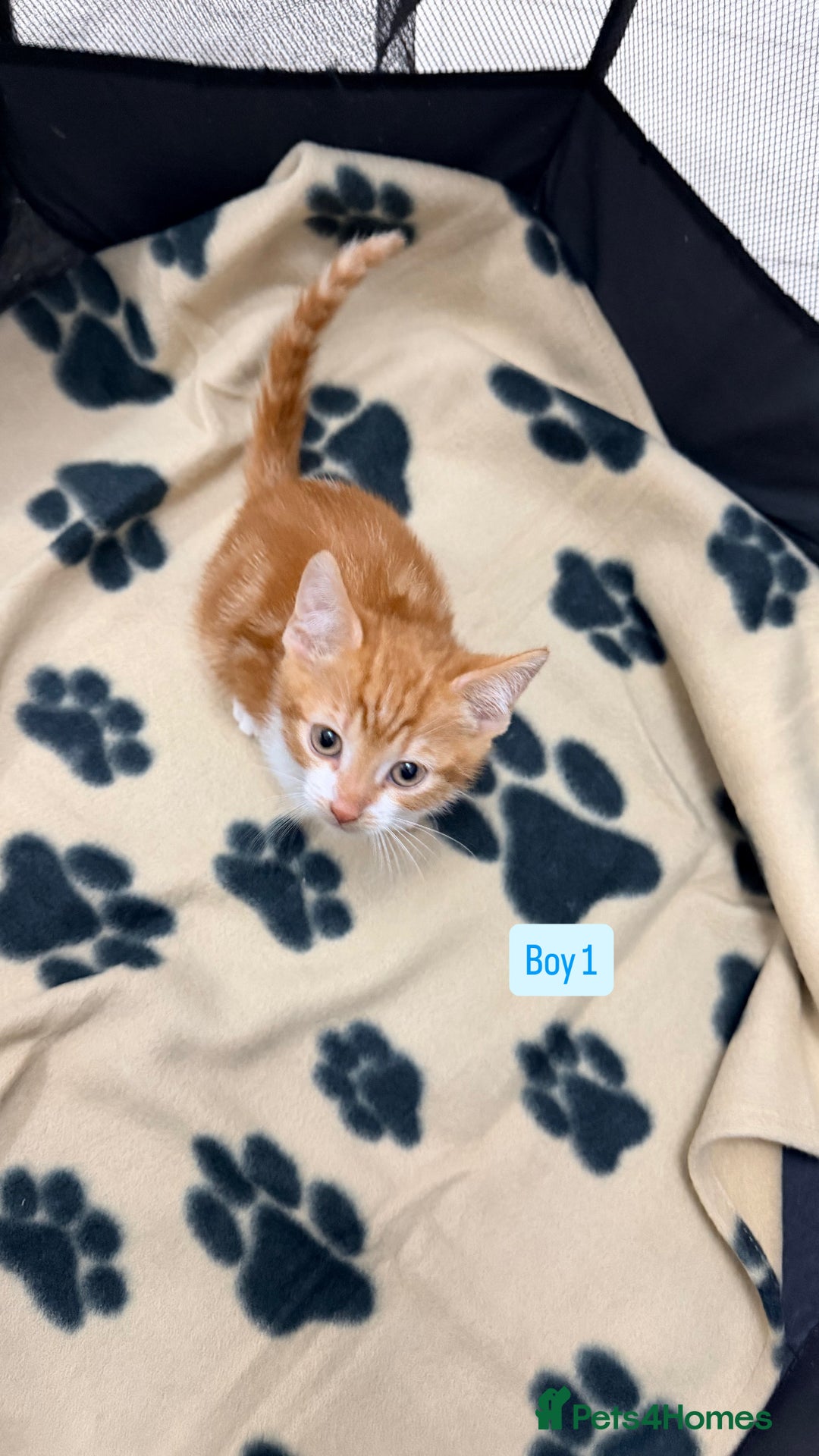 Mixed Breed cats for sale: 5 kittens available  - Image 7