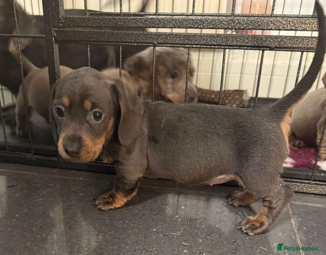 Miniature Dachshund dogs for sale: Miniature Dachshund Puppies - Advert 3