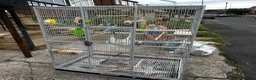 Budgerigars birds for sale: Beautiful budgies  - Advert 4