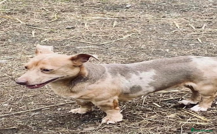 Jack Russell dogs - Advert 4
