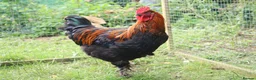 Chickens poultry for sale: French Black Copper Marans Cockerels - Advert 3