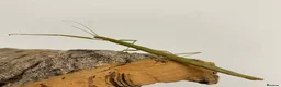 Stick Insects invertebrates for sale: Stick Insects - Green Indian in Swindon - Advert 4