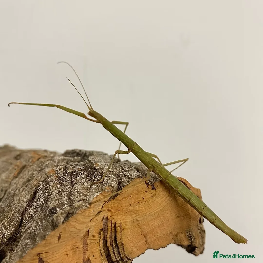 Stick Insects invertebrates for sale: Stick Insects - Green Indian in Swindon - Advert 4