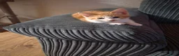 British Shorthair cats for sale: Kitten  - Advert 7