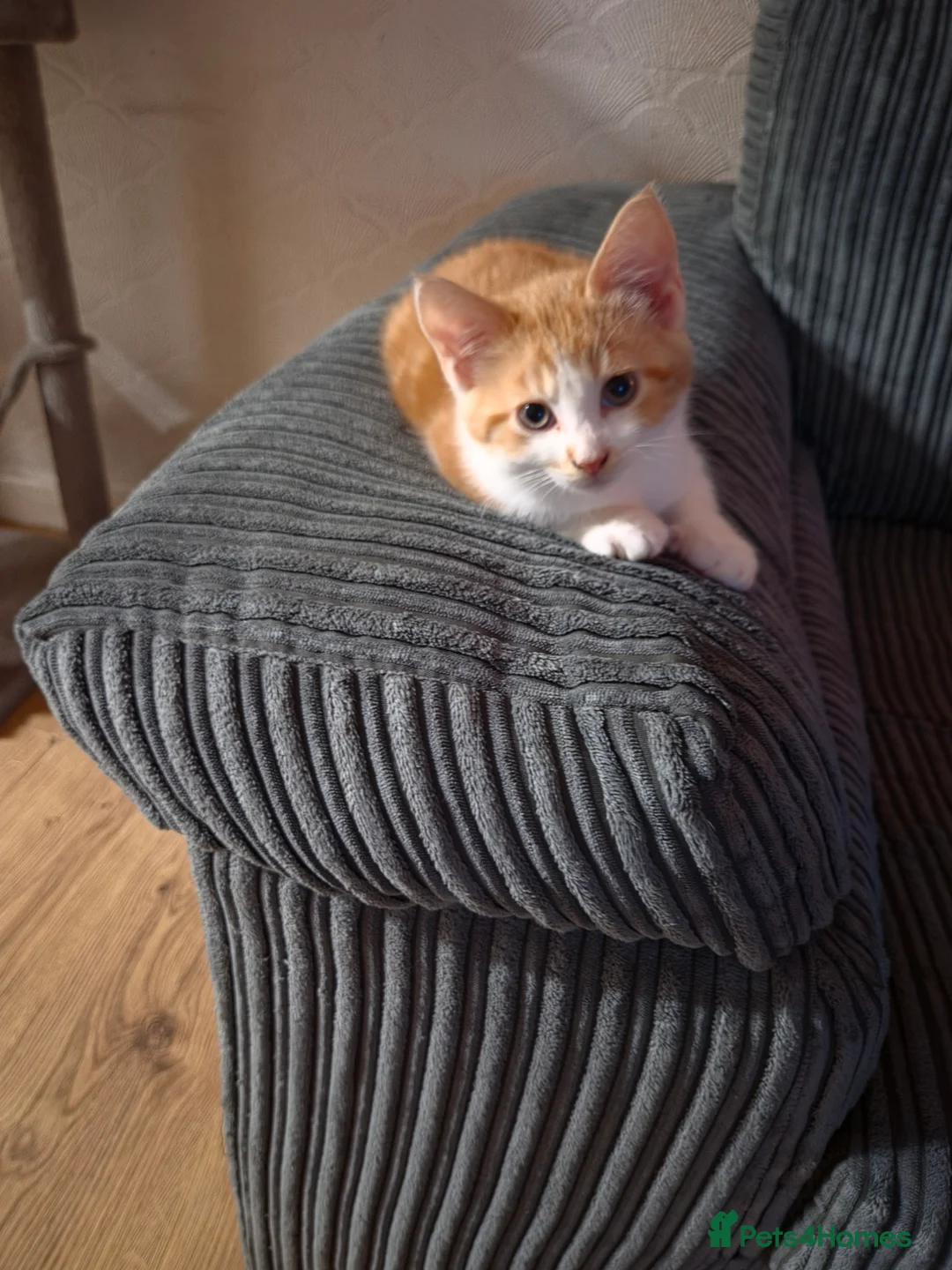 British Shorthair cats for sale: Kitten  - Advert 7