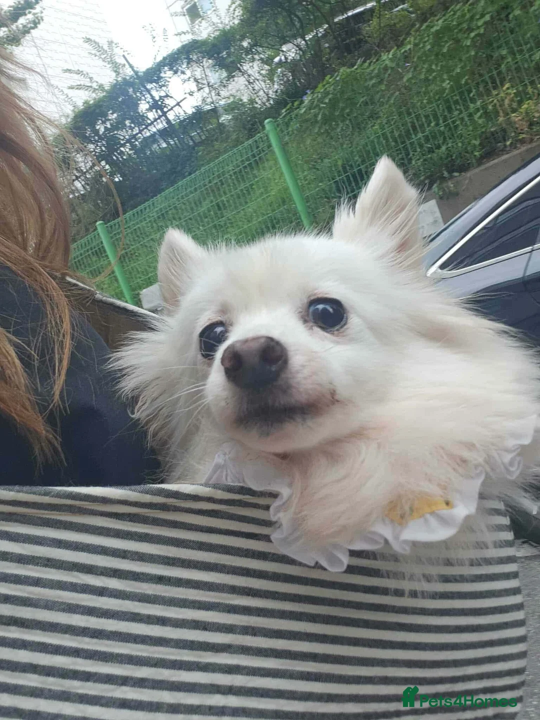 Japanese Spitz dogs for adoption: Snow is 6 year spitz type meat trade survivor  - Advert 7