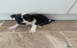 Mixed Breed dogs for sale: Pups  - Image 5