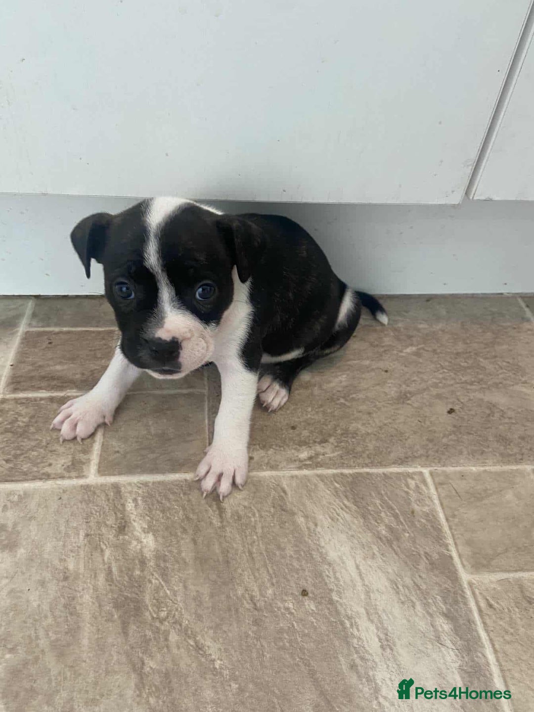 Mixed Breed dogs for sale: Pups  - Image 5