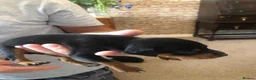 Miniature Pinscher dogs for sale: Kc miniature pinschers 2 boys 4 girls in Darlington - Advert 9