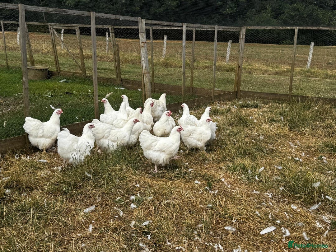 Chickens poultry for sale: Orpington and Wyandotte large fowl - Image 5