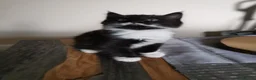 Mixed Breed cats for sale: Mixed breed kittens  - Advert 6