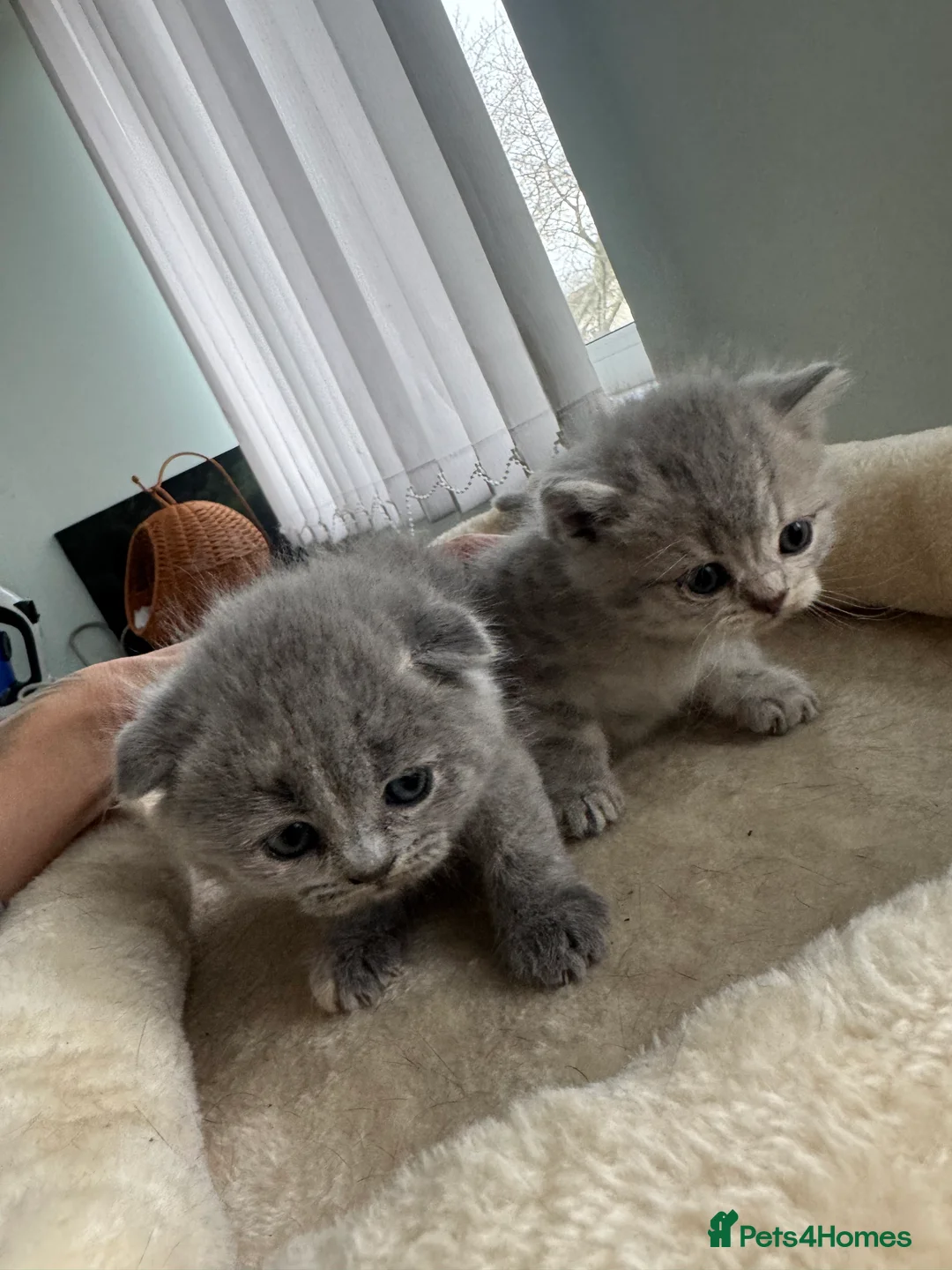 Scottish Fold cats for sale: Gorgeous pure breed kittens  - Advert 14