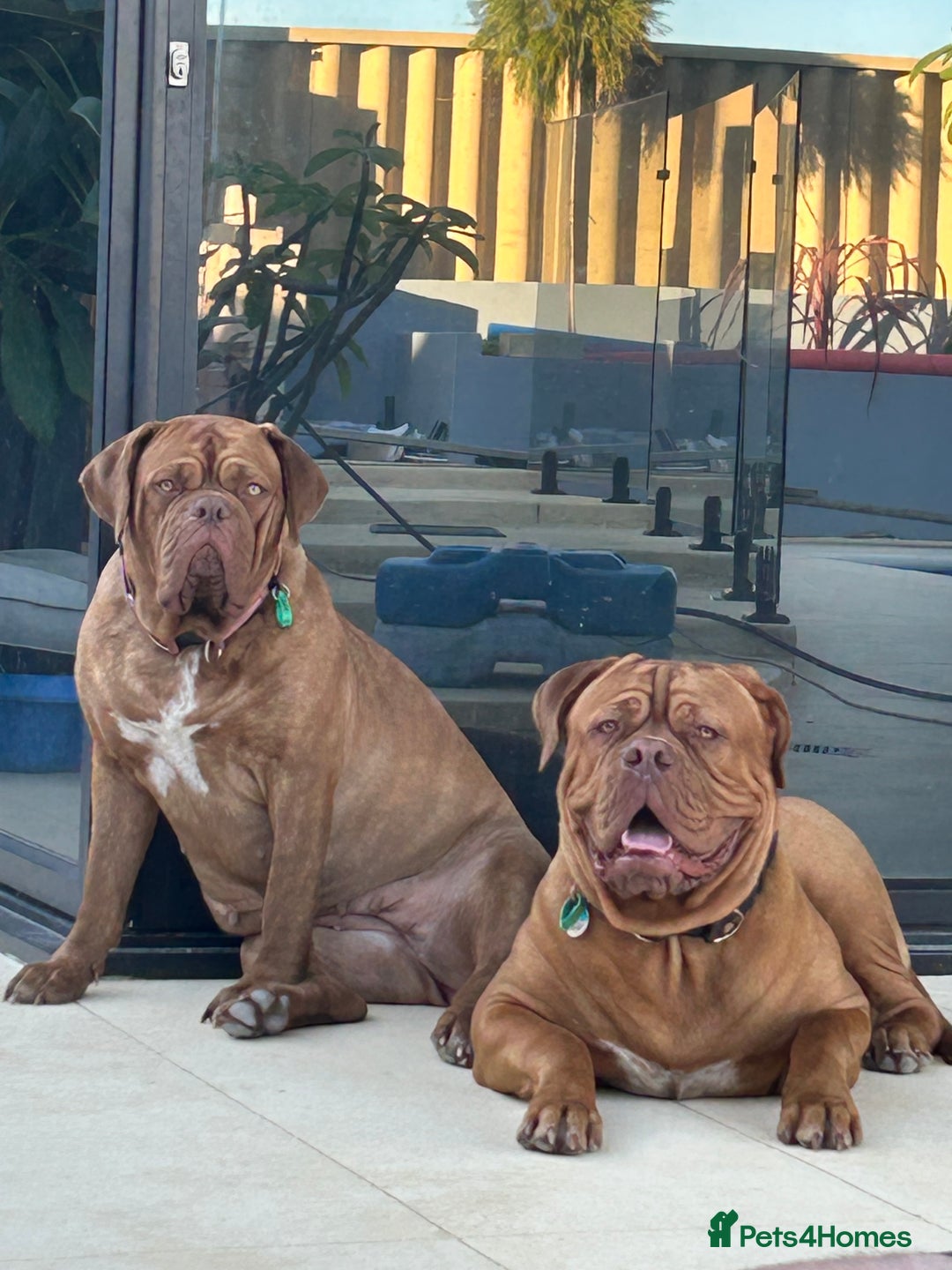 Dogue De Bordeaux dogs for sale: Dogue De Bordeaux Puppies - Image 8