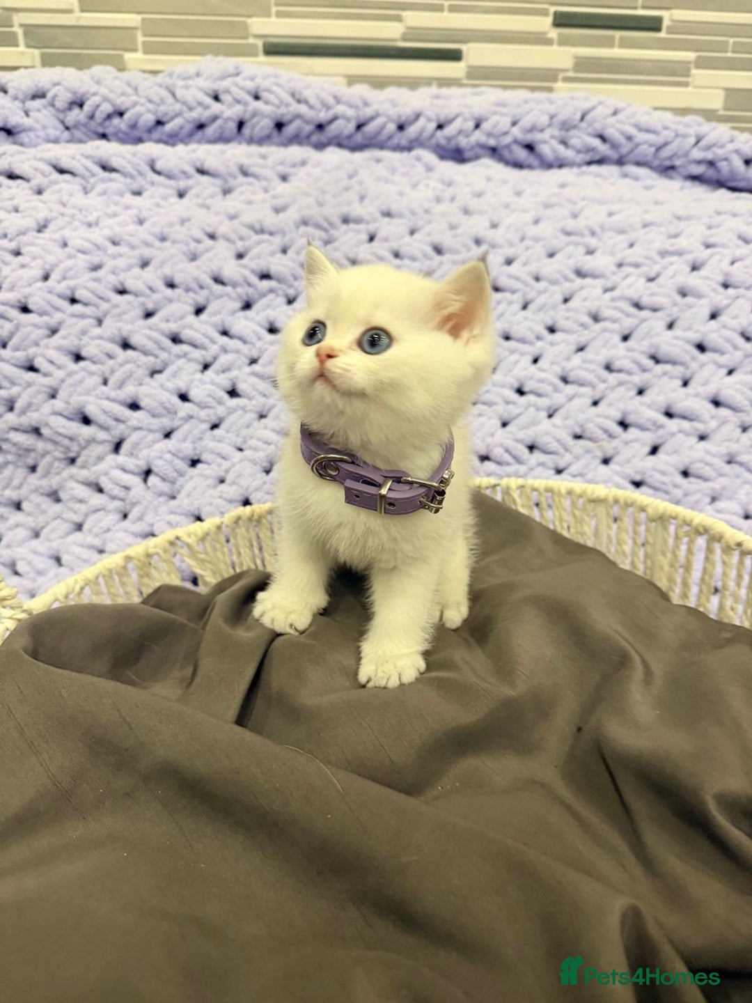 British Shorthair cats for sale: British Shorthair Kitten Golden Tipped Colourpoint - Advert 10