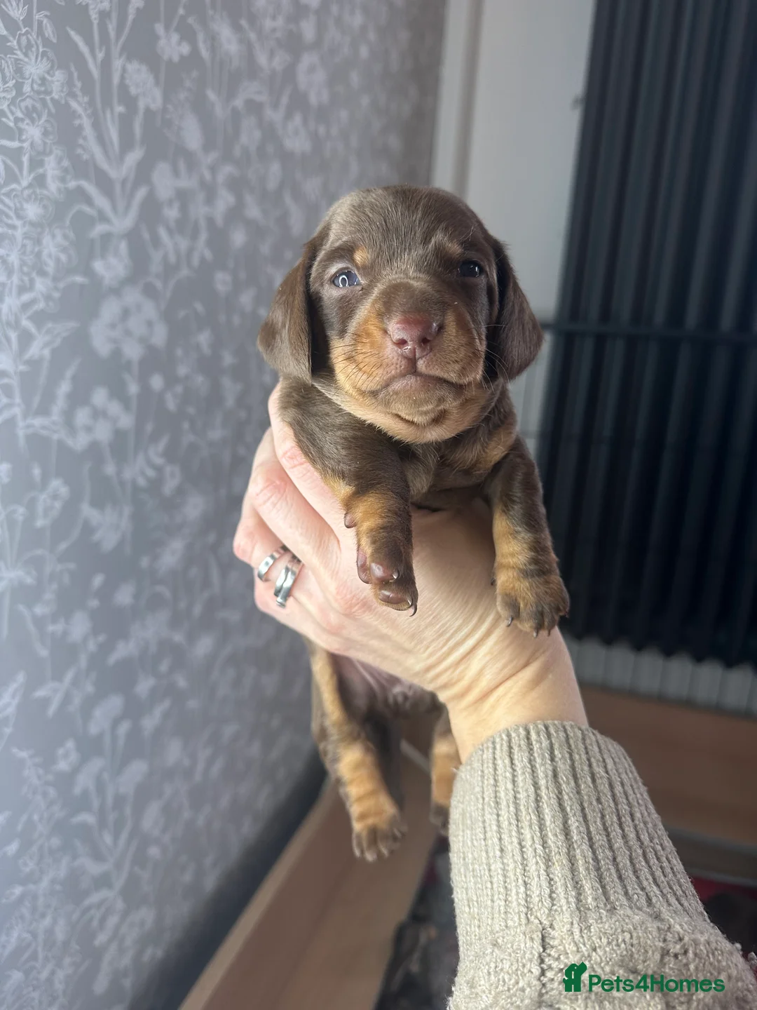 Miniature Dachshund dogs for sale: 3 beautiful miniature dachshund girls.  - Advert 9