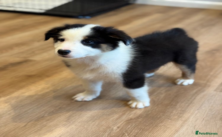 Australian Shepherd dogs - Advert 1