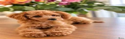 Cockapoo dogs for sale: 1 female Cockerpoo fully vaccinated  - Advert 8